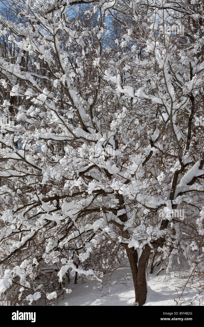 Coperta di neve tree Foto Stock