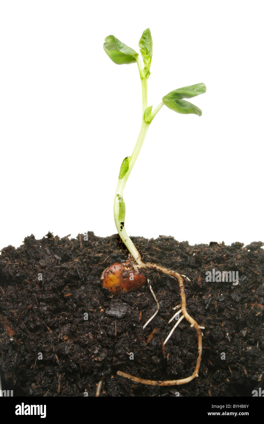 Piantina pianta nel suolo che mostra seme germinato foglie e che istituisce il sistema di radice Foto Stock