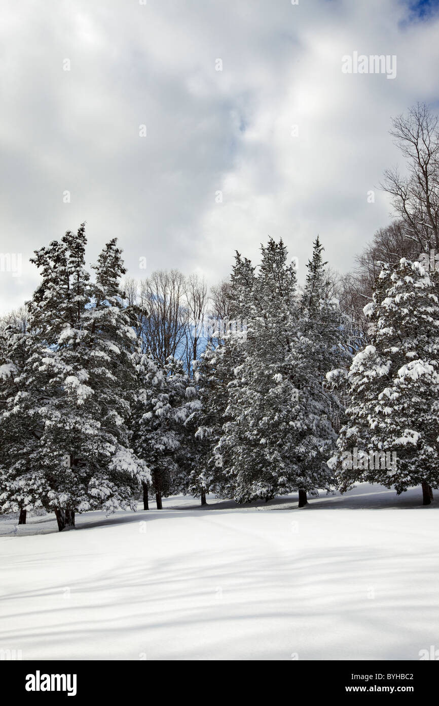 Neve coperto da alberi di pino, Jockey cava, Morristown National Historical Park, New Jersey Foto Stock