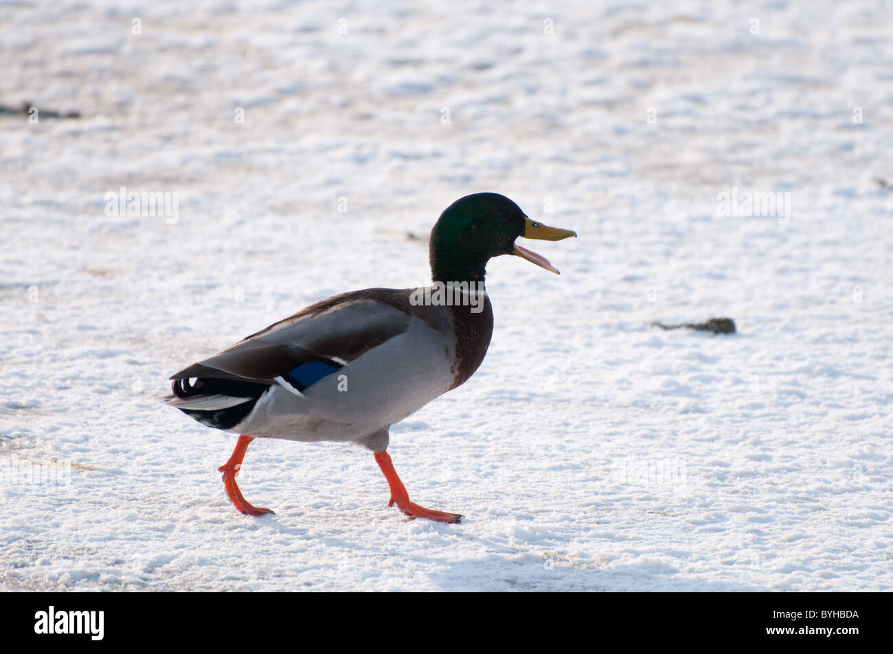 Mallard Duck (Anas platyrhnchos) camminando sul ghiaccio durante l'inverno, Inghilterra. Foto Stock