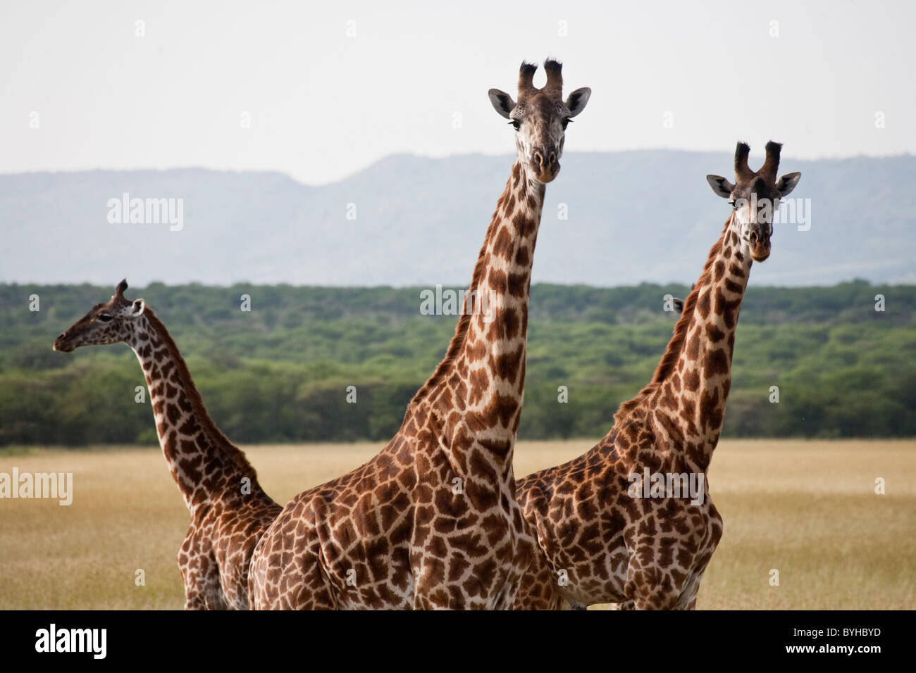 Le giraffe nel Parco Nazionale del Serengeti, Tanzania Africa Foto Stock