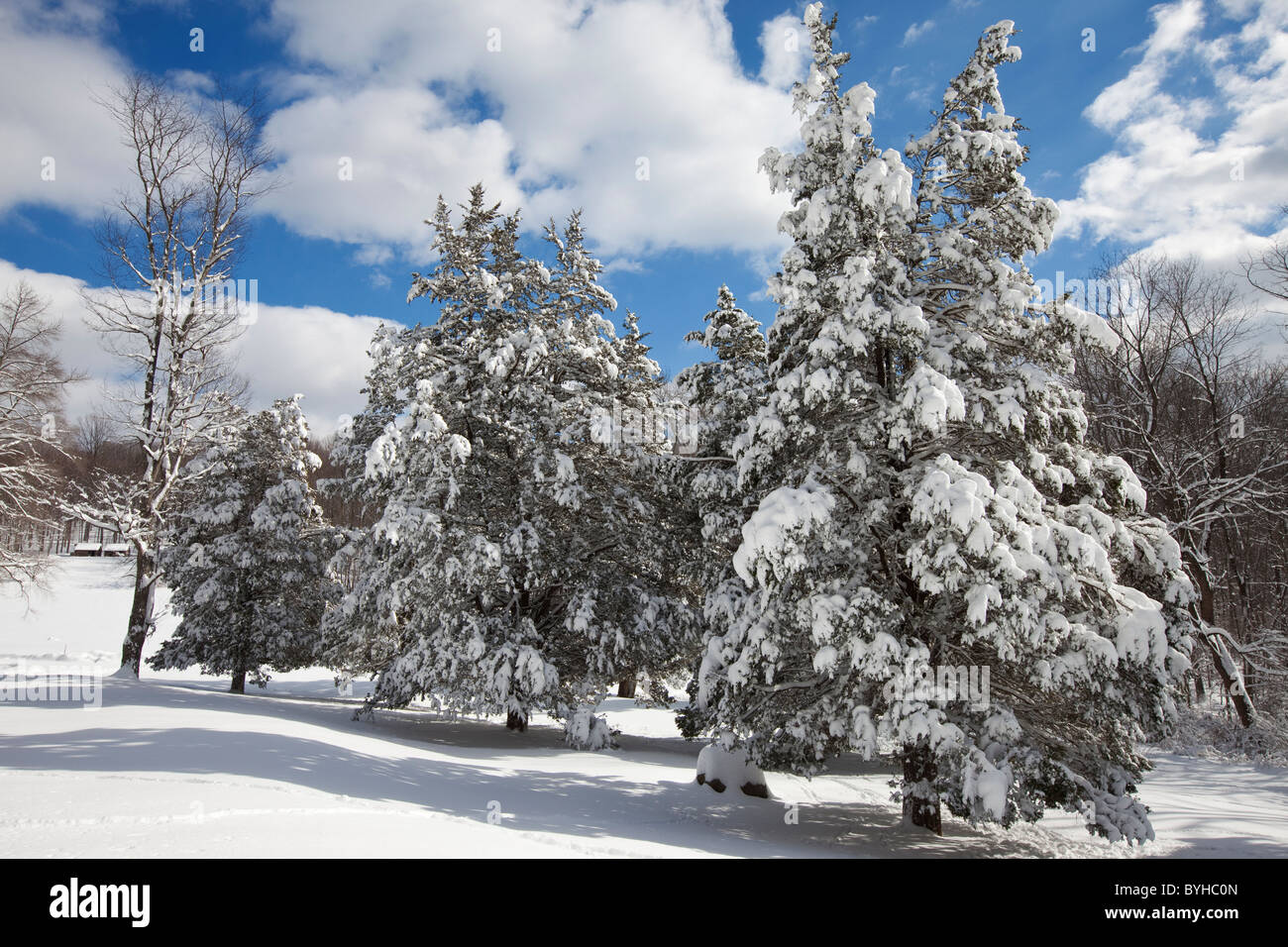 Neve coperto da alberi di pino, Jockey cava, Morristown National Historical Park, New Jersey Foto Stock