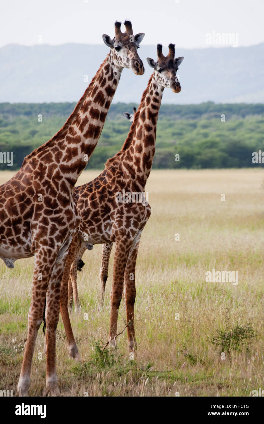 Le giraffe pascolare nel Parco Nazionale del Serengeti, Tanzania Africa Foto Stock