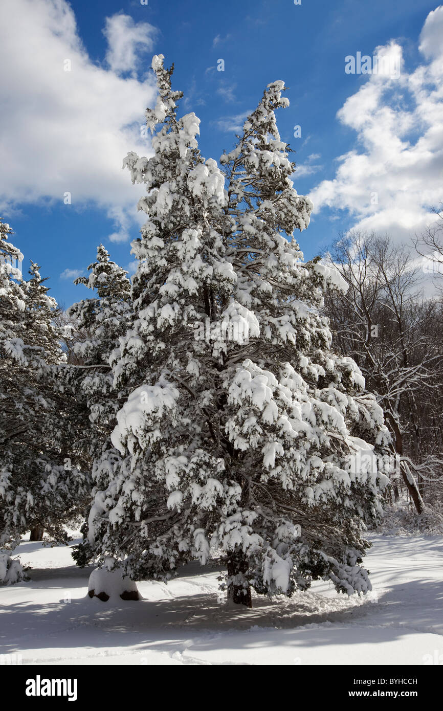 Coperta di neve pino, Jockey cava, Morristown National Historical Park, New Jersey Foto Stock