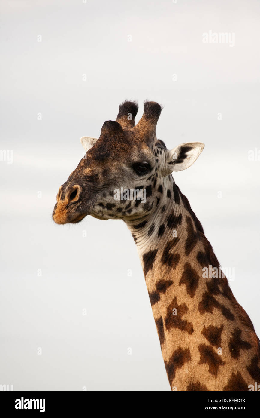 Giraffa presso Parco Nazionale del Serengeti, Tanzania Africa Foto Stock