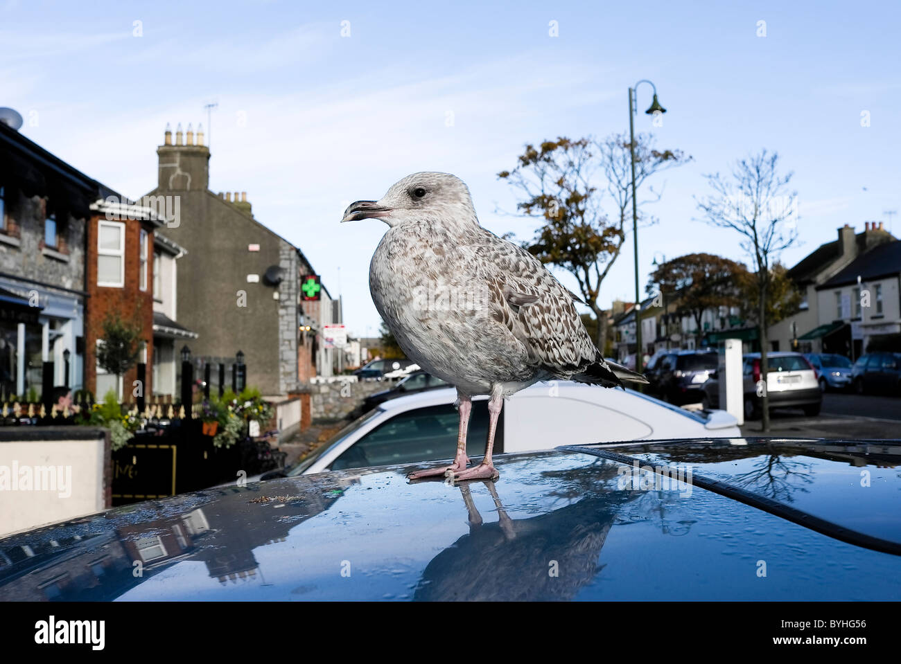Un giovane aringa gabbiano su un tetto auto in attesa di notizie sensazionali - Skerries, County Dublin, Irlanda Foto Stock
