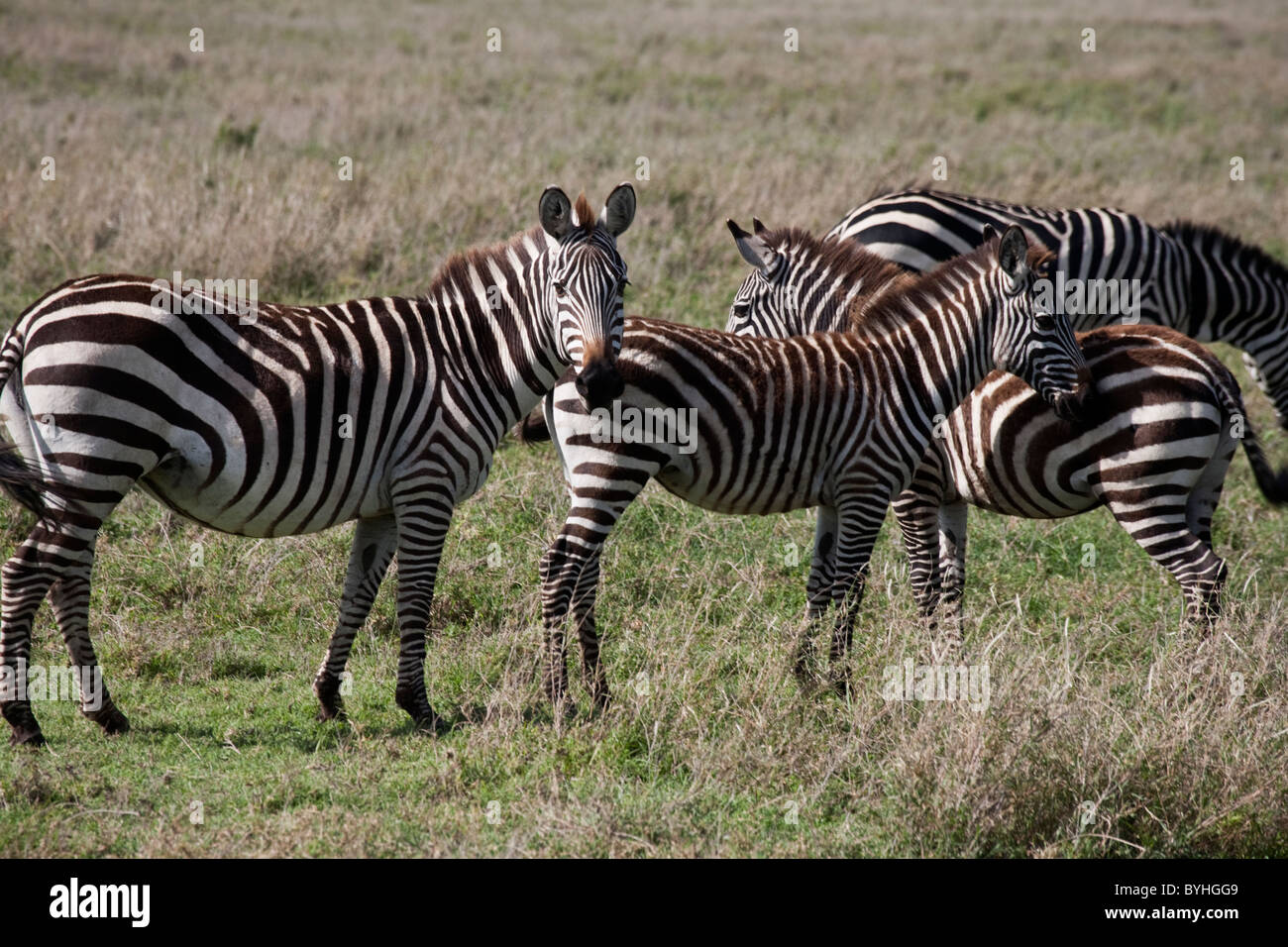 Zebra nel Parco Nazionale del Serengeti, Tanzania Africa Foto Stock