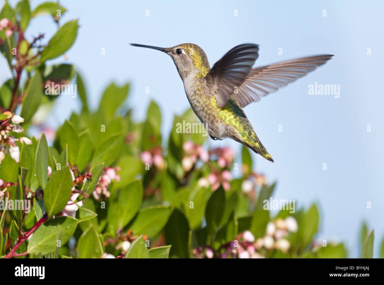 Colibrì Foto Stock