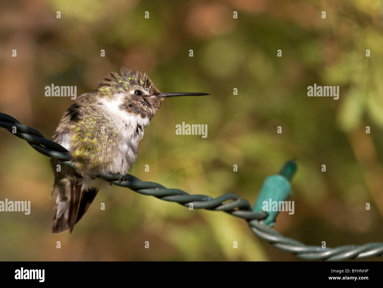 Hummingbird seduto su una luce di vacanza Foto Stock