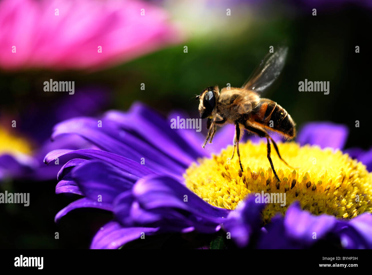 Macro di profilo miele delle api (Apis) in volo sulla parte superiore blu e giallo daisy Foto Stock