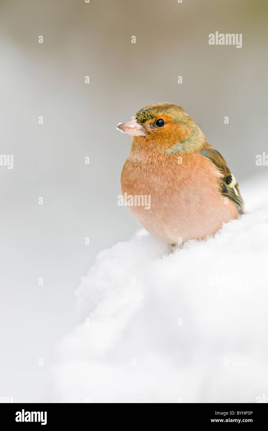 Maschio di fringuello appollaiato sulla neve Foto Stock