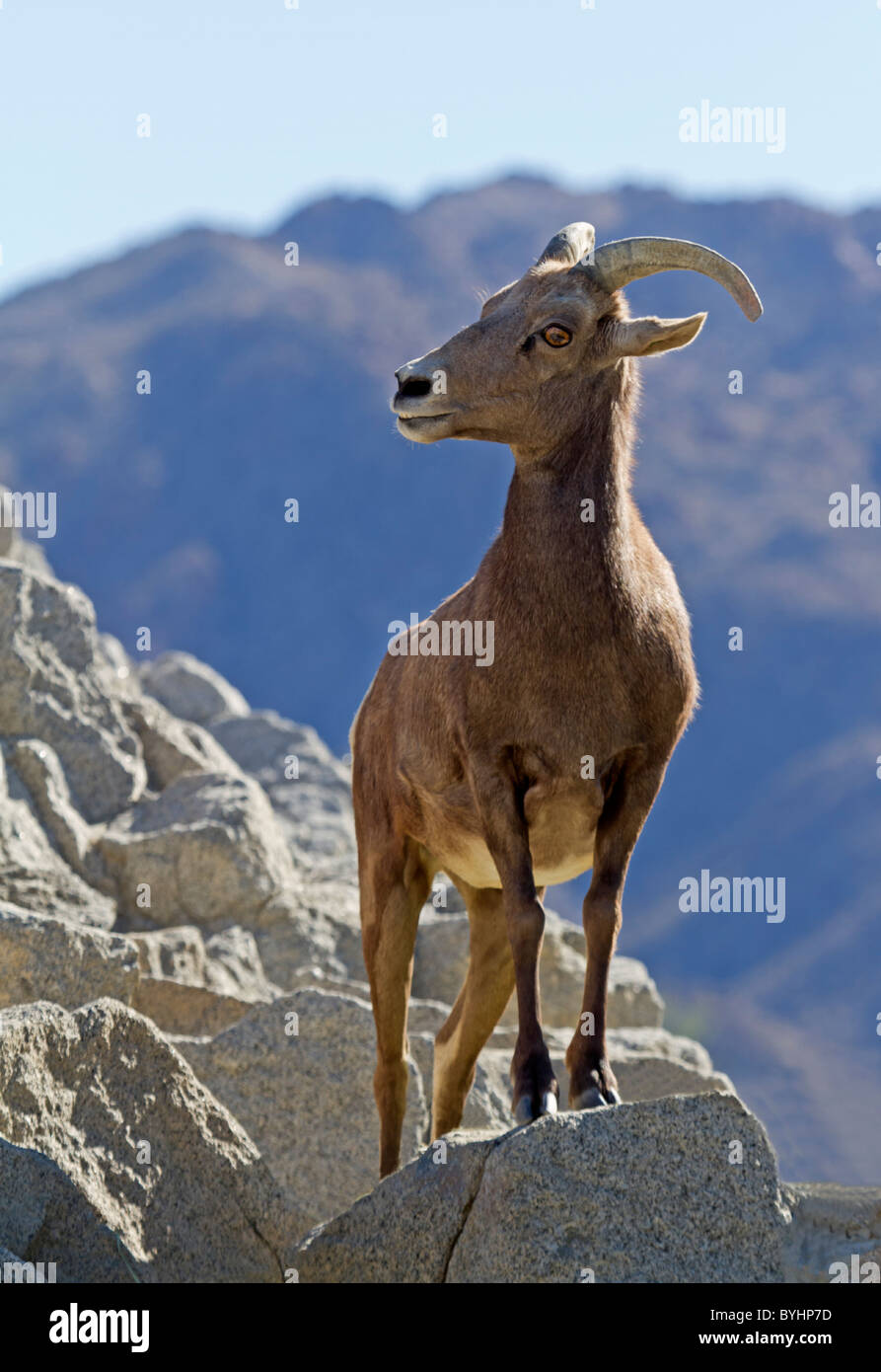 Bighorn in piedi su una roccia / Ovis canadensis Foto Stock