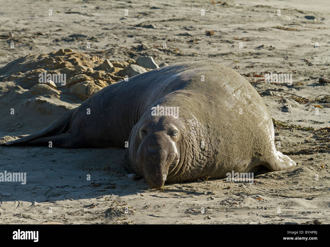 Lo spianamento della guarnizione di elefante su una spiaggia Foto Stock