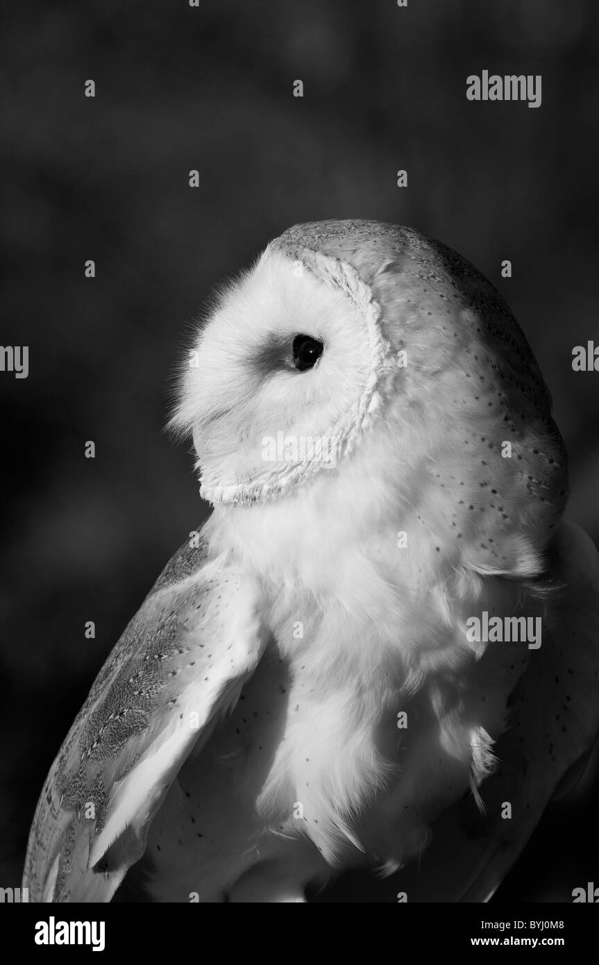 Bar owl con la testa ruotata di 180 gradi in un bellissimo pomeriggio di sole Foto Stock