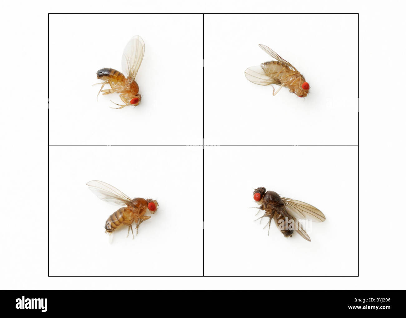 Cestella square che mostra un 3 a 1 rapporto mendeliana di tipo selvatico colore del corpo (dominante) di colore ebano (recessiva) in Drosophila. Foto Stock