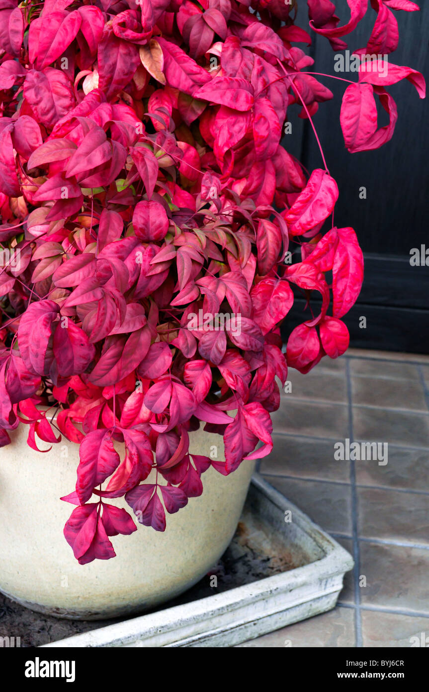 Rosso porpora potted dercoration piano in casa tenere Foto Stock