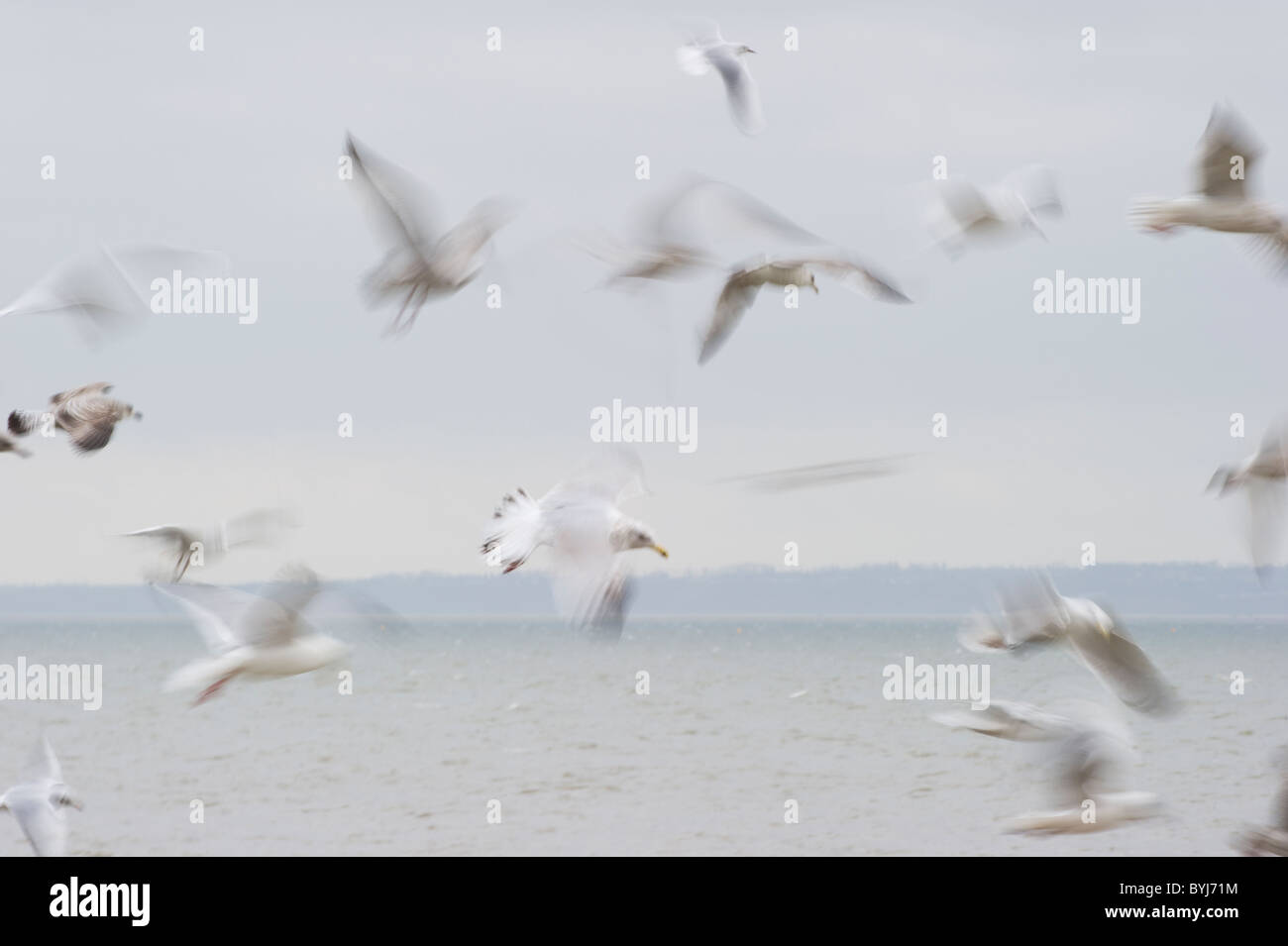 Gabbiani offshore volanti fotografati a rallentare la velocità dello shutter per mostrare il movimento. Foto Stock