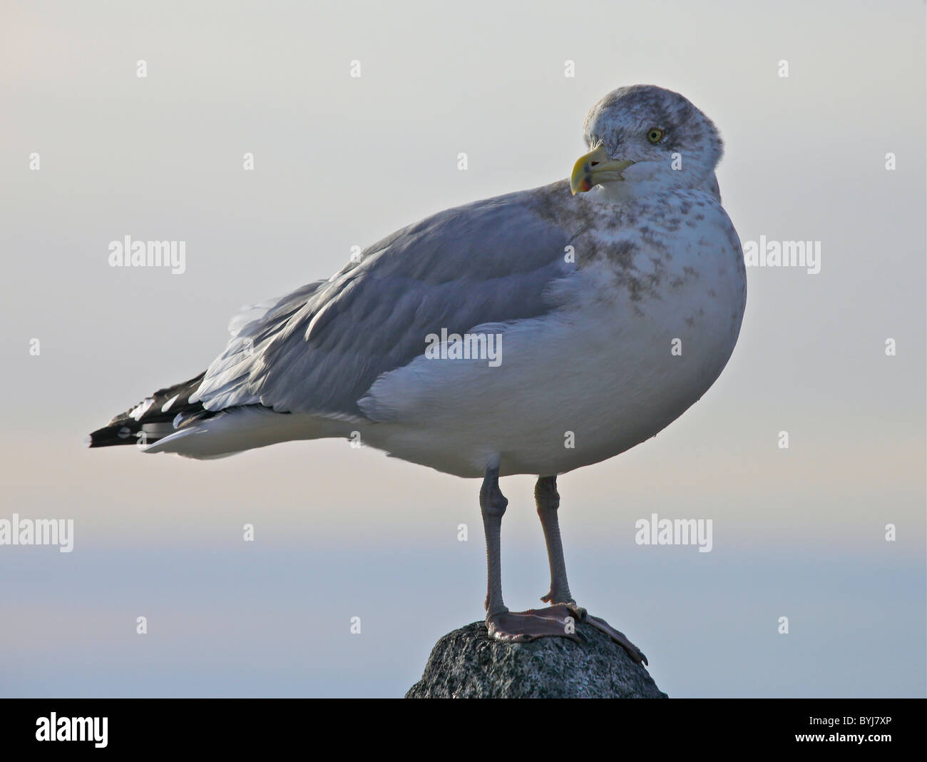 Jonathan Livingston Seagull Foto Stock