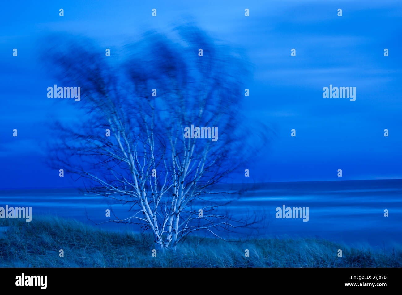 Stati Uniti d'America, Michigan, San Ignace, betulla soffiando nel vento lungo il lago Michigan al crepuscolo Foto Stock