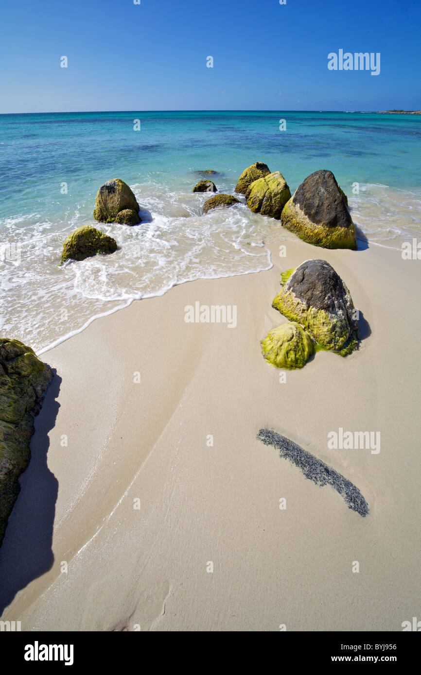 Le Alghe verdi sui massi sulla spiaggia di Aruba nel Mar dei Caraibi Foto Stock
