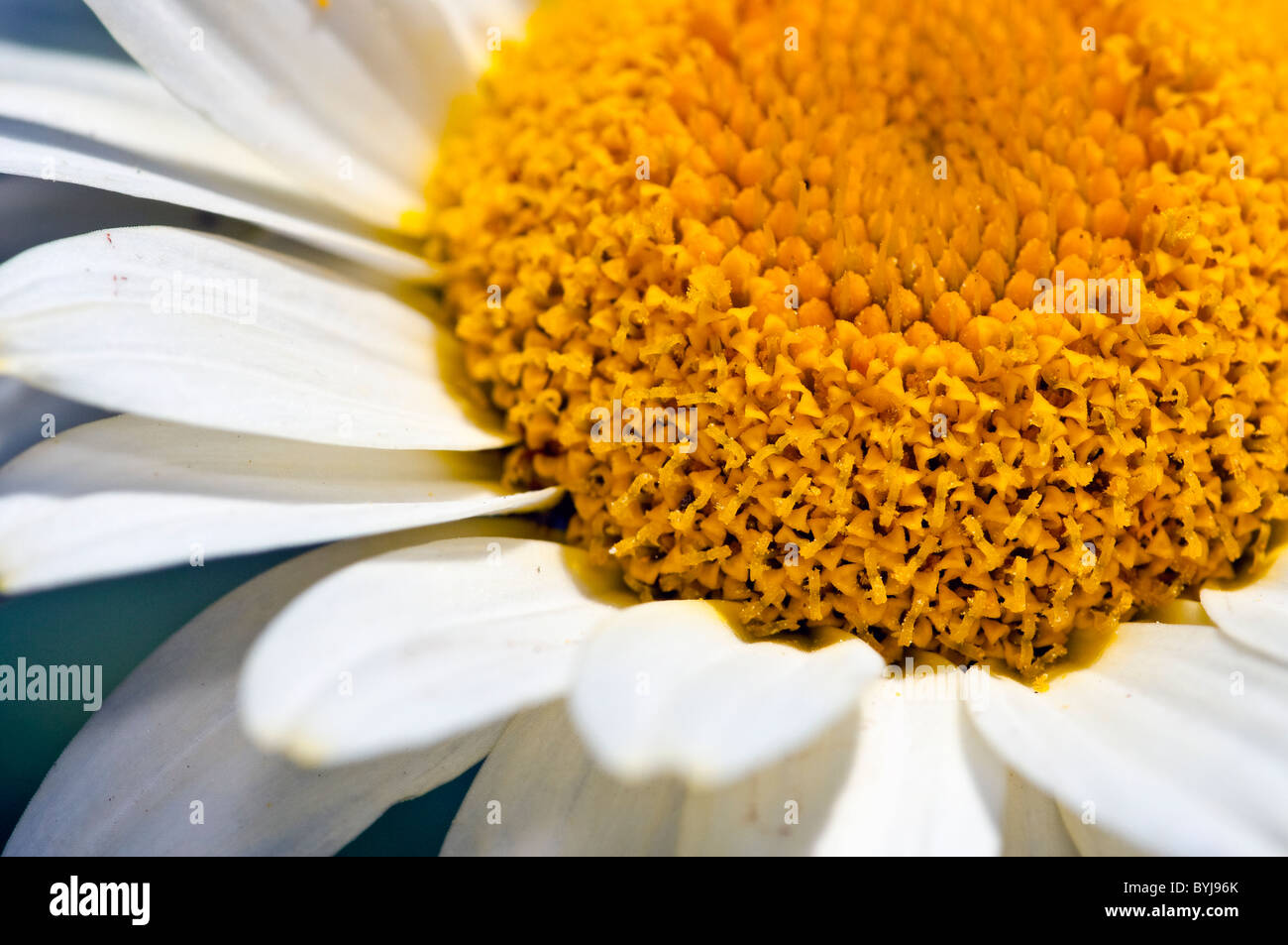 Primo piano di una selvaggia di fiori di camomilla Foto Stock