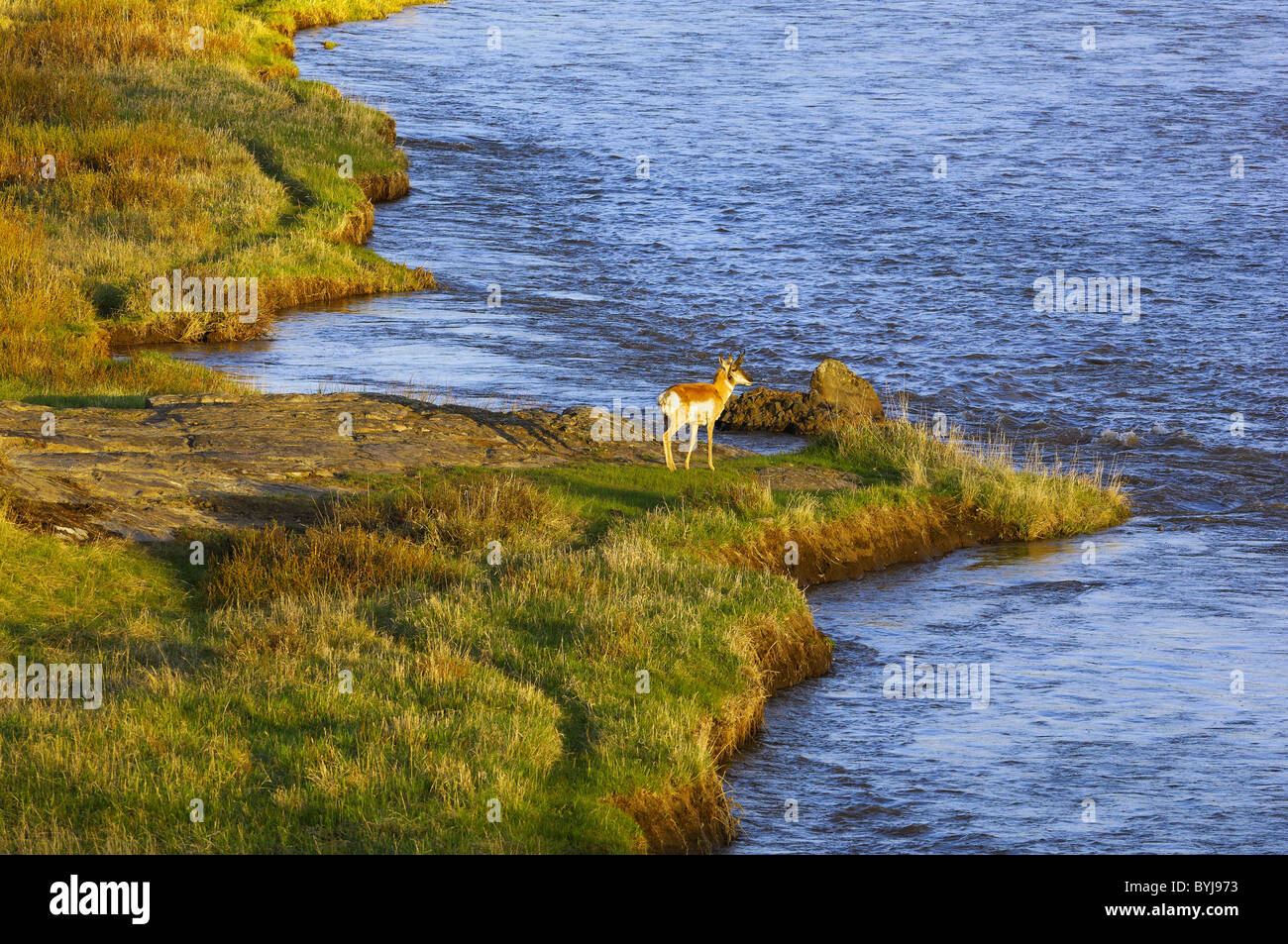 Buck Pronghorn lungo il fiume Lamar nel Parco Nazionale di Yellowstone. Foto Stock