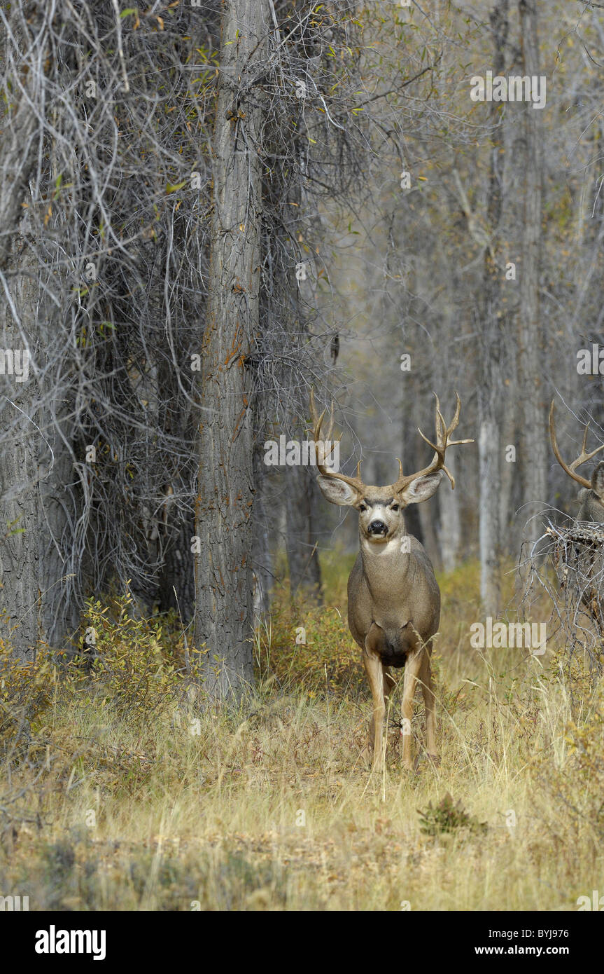 Majestic Mule Deer buck in magiche antiche-foresta di crescita. Foto Stock