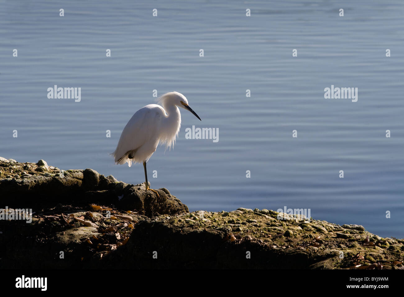 Un snowy airone bianco. Ardea alba Foto Stock Un snowy airone bianco. Ardea alba Foto Stock