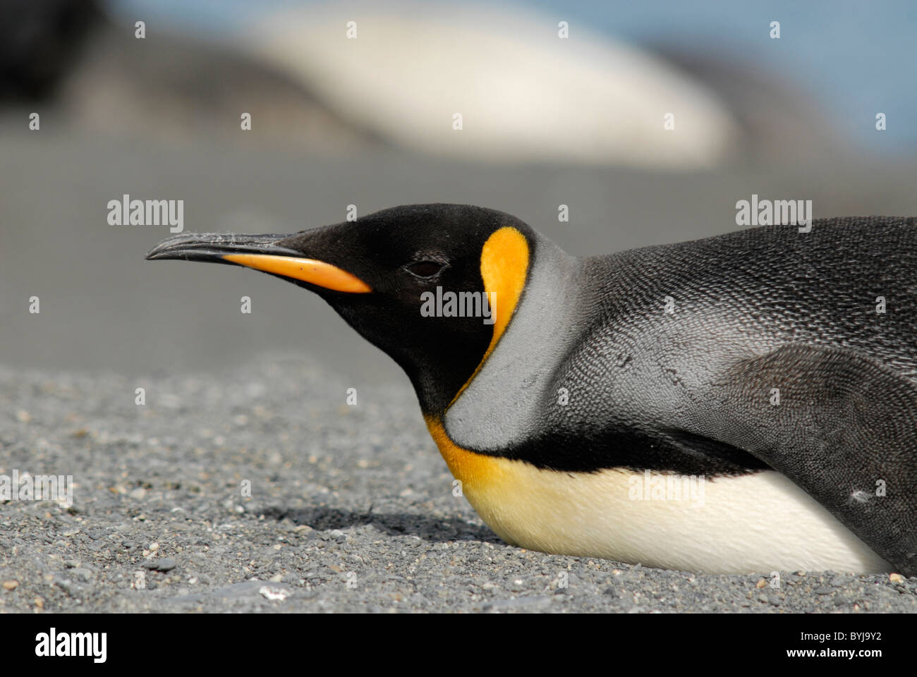 Ritratto di un re Penguin Aptenodytes patagonica, Isola Georgia del Sud Foto Stock