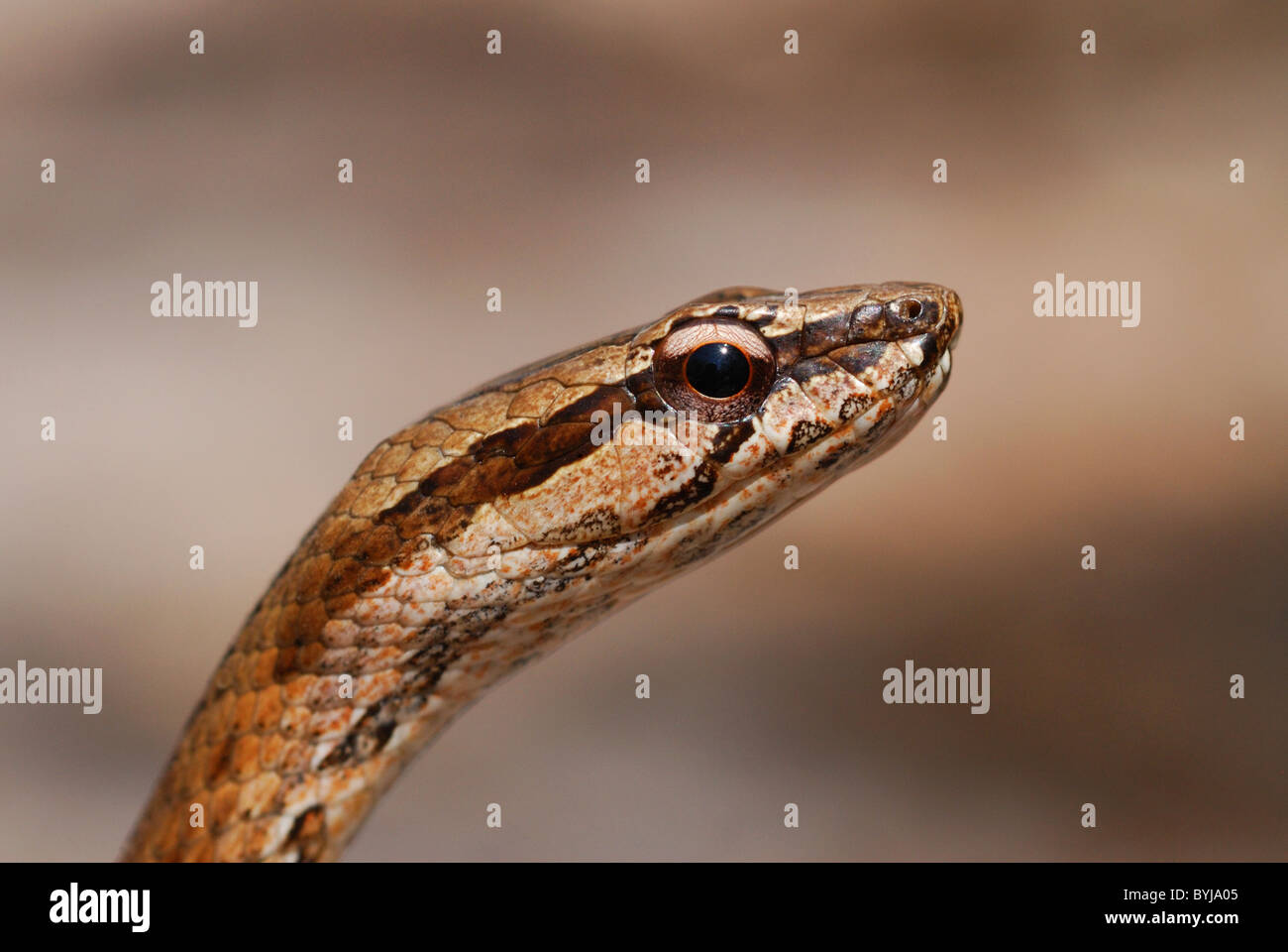 Comune di Big-eyed Snake (Mimophis mahfalensis) in Madagascar Foto Stock