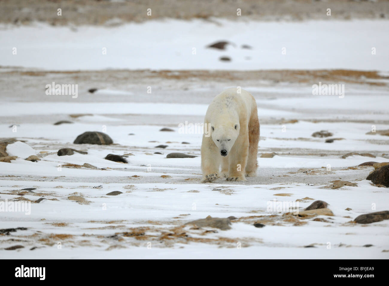 Andando orso polare. Il polar bear va sulla coperta di neve Costa sassosa e lecca le labbra. Foto Stock