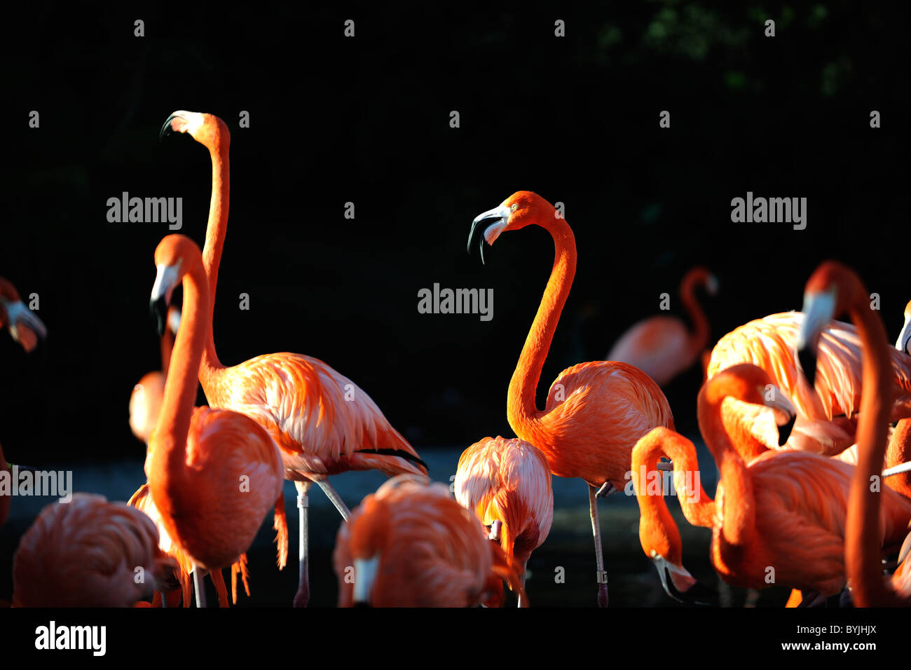 Flamingo su un declino. Un ritratto di gruppo di fenicotteri rosa contro uno sfondo scuro in declino di travi. Foto Stock