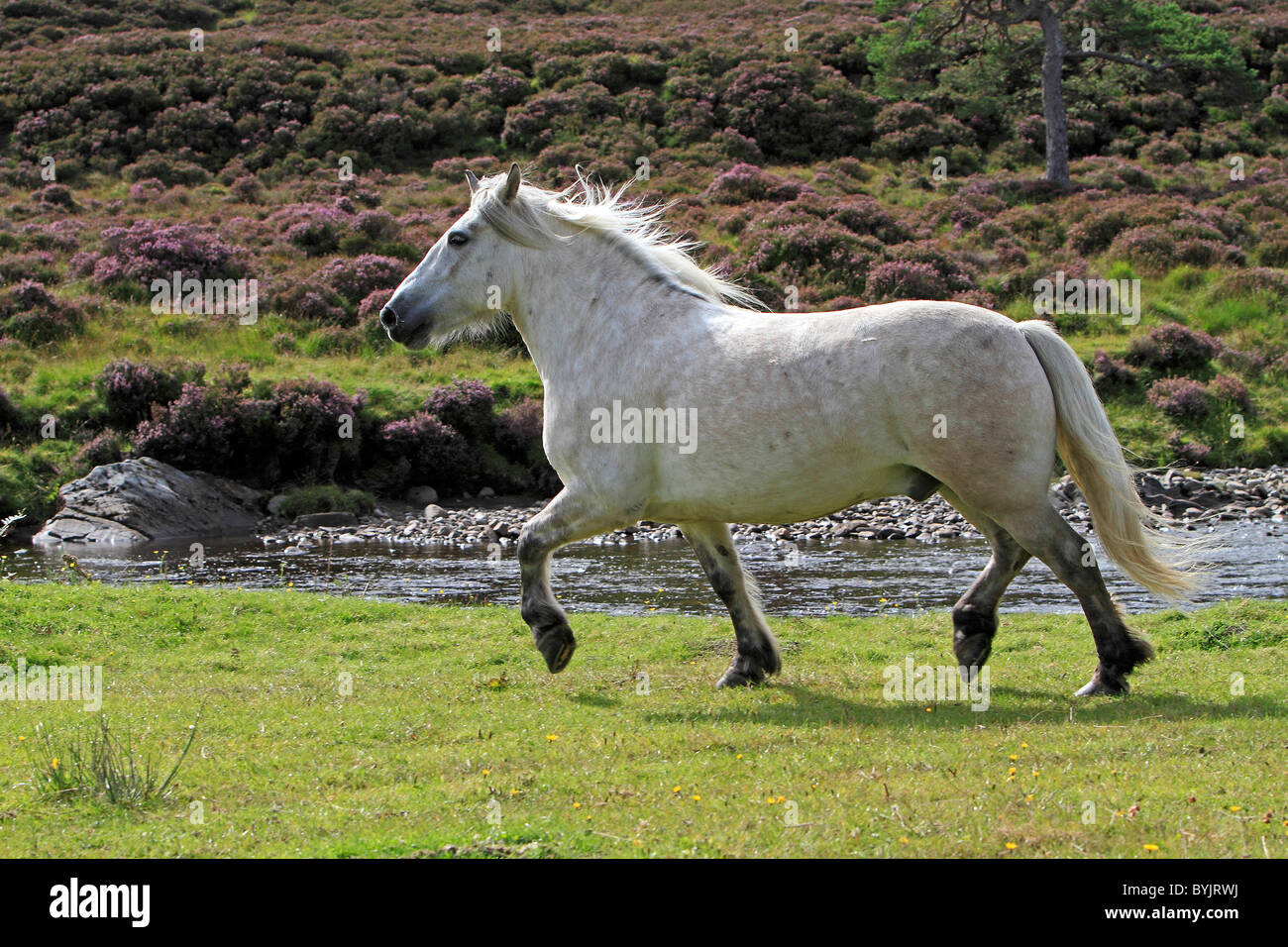 Highland Pony (Equus caballus ferus) in un trotto. Foto Stock