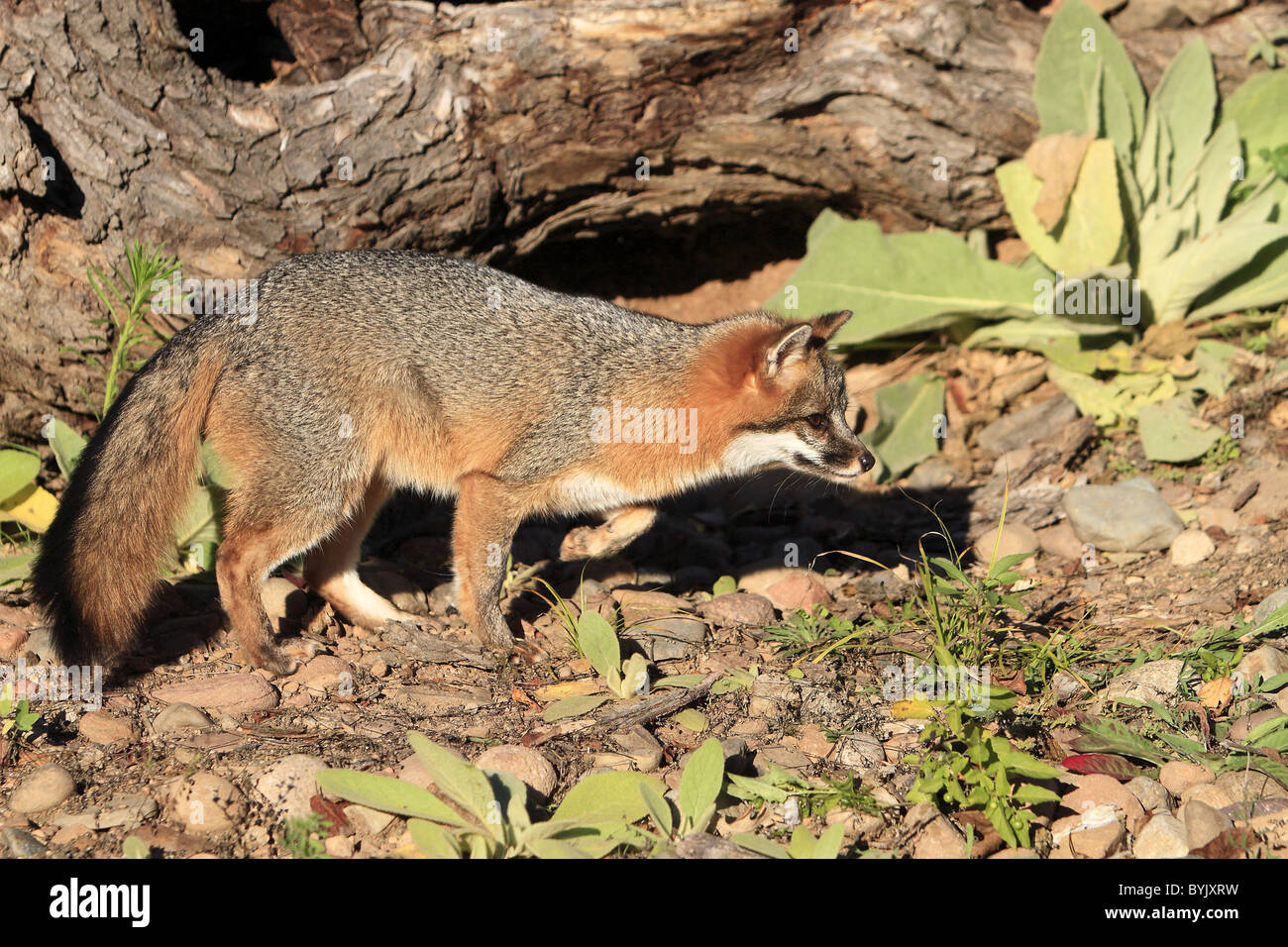 Gray Fox, Gray Fox (Urocyon cinereoargenteus) guardando la preda. Foto Stock