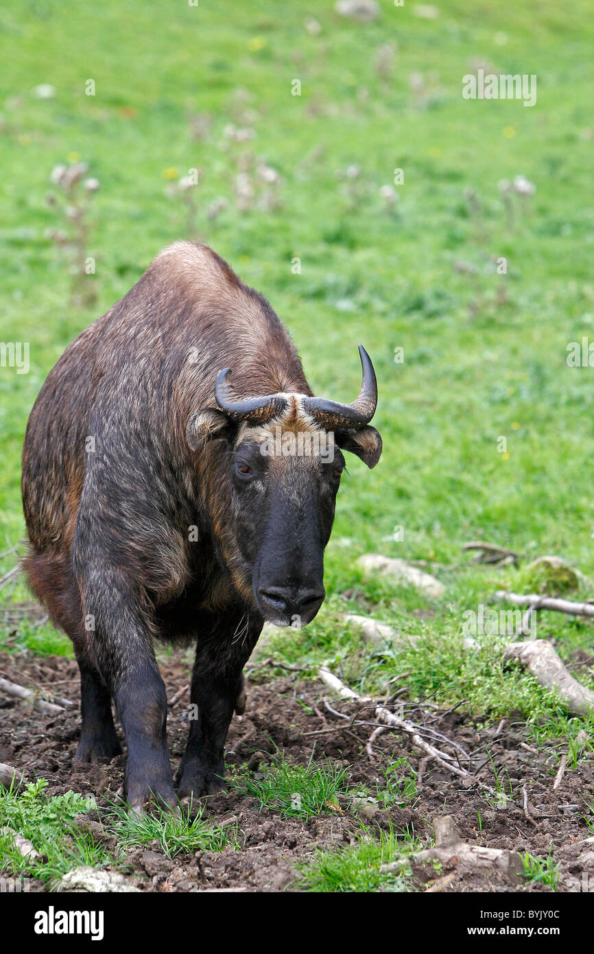 Takin, Mishmi-Takin (Budorcas taxicolor taxicolor) a Highland Wildlife Park, Scozia. Foto Stock