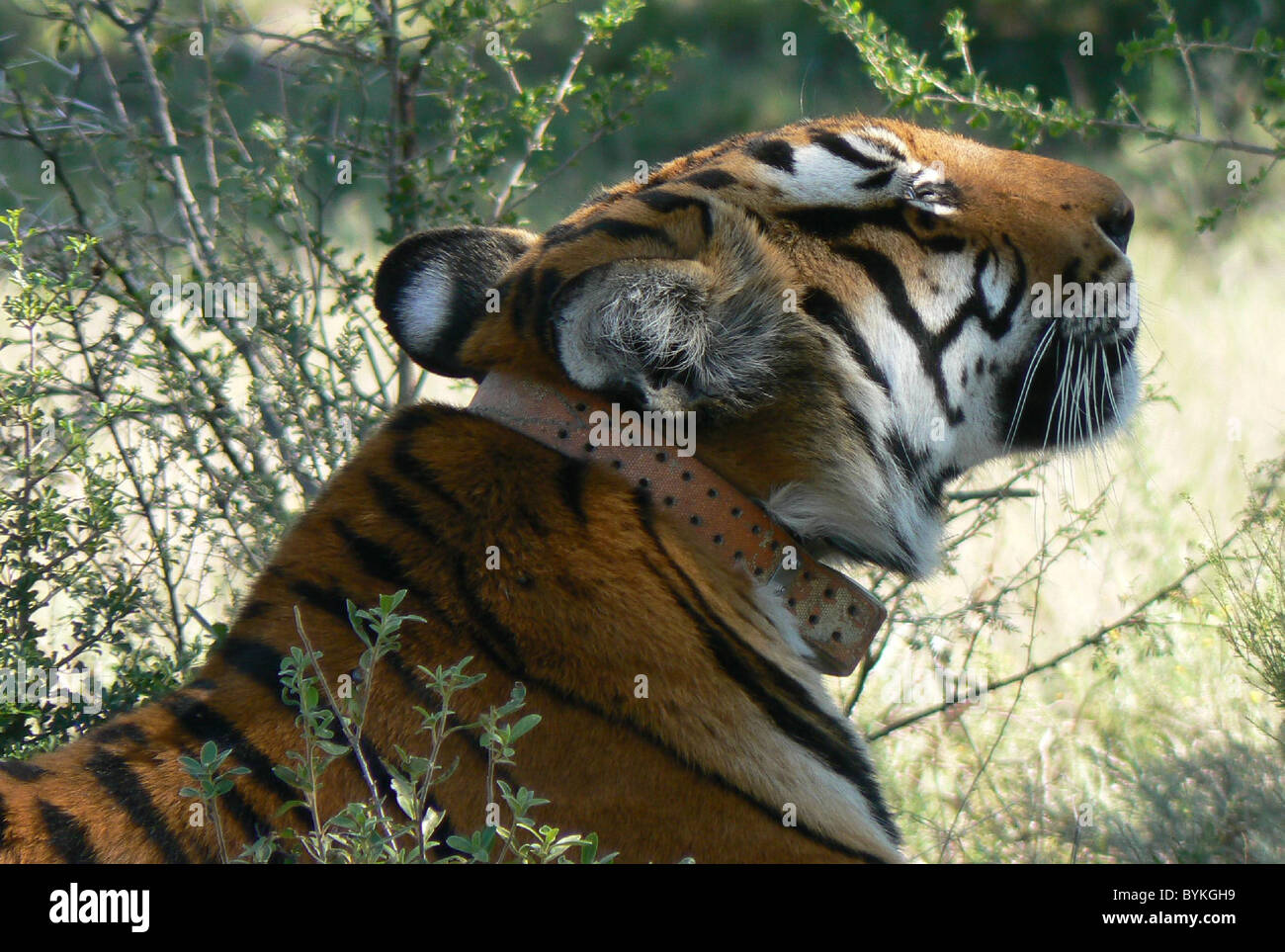 Tiger 327's romantico la missione in Africa a Sud Cina tiger, uno di meno di 100 in esistenza, ha preso il via da una Shanghai Foto Stock