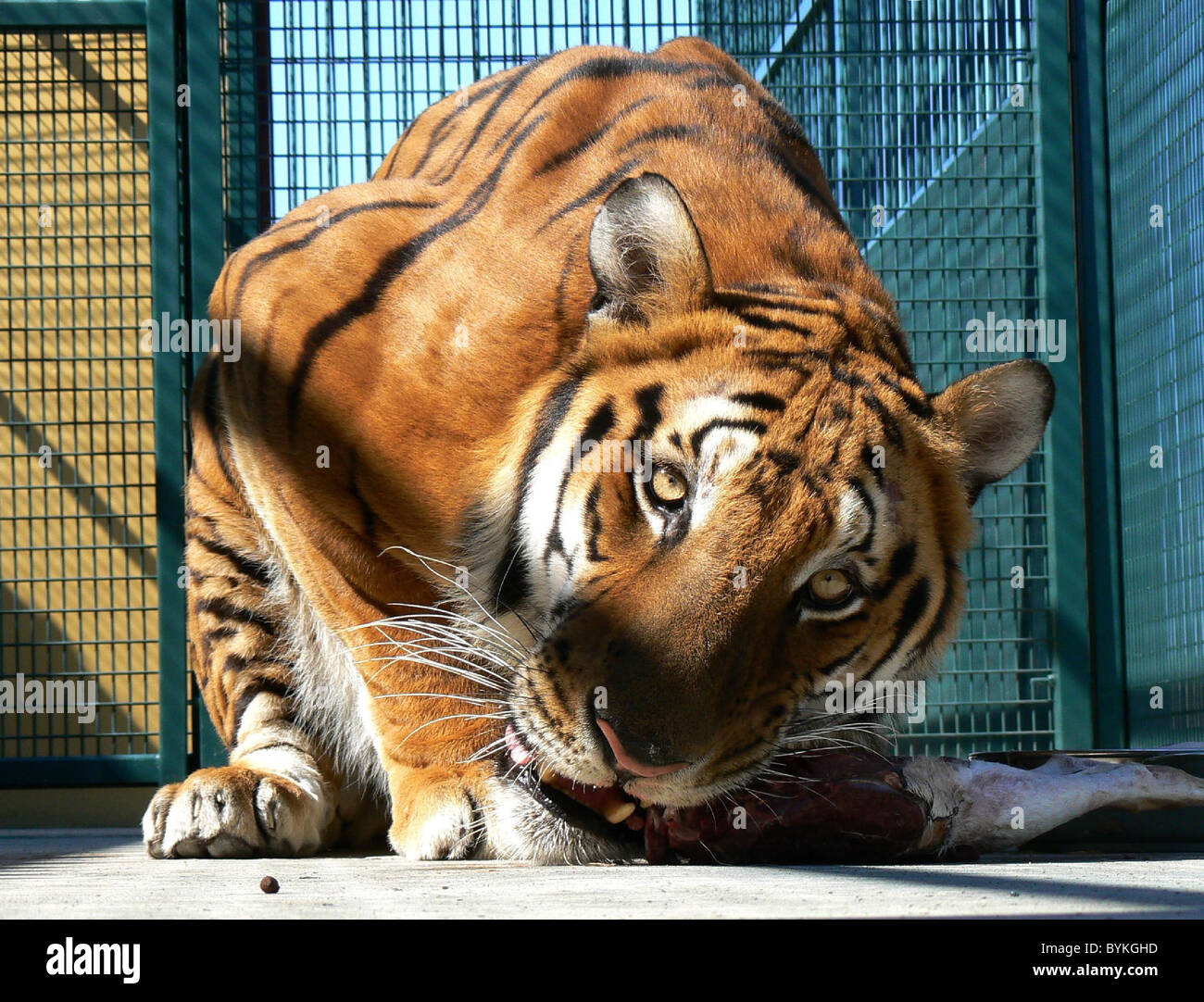 Tiger 327's romantico la missione in Africa a Sud Cina tiger, uno di meno di 100 in esistenza, ha preso il via da una Shanghai Foto Stock
