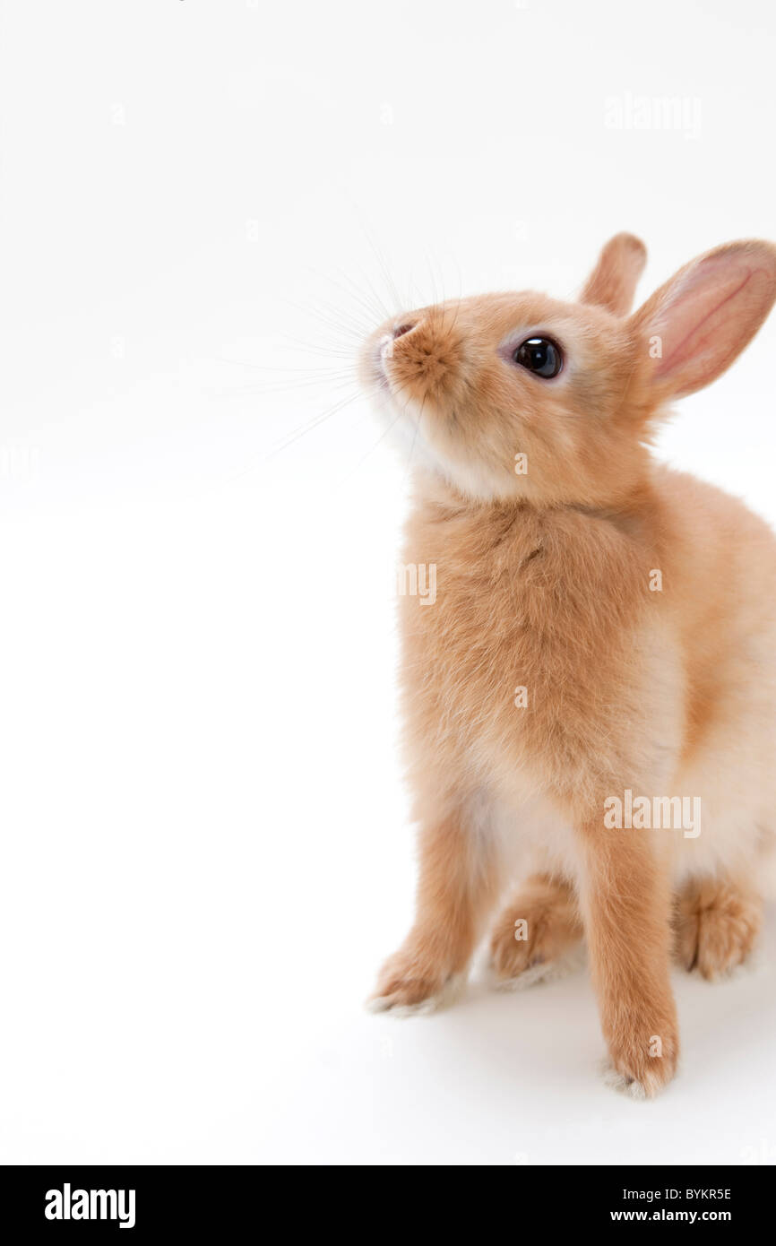 Naso Di Pinocchio In Feltro Marrone | Accessorio Costume Carnevale | Fabbricato In Francia - Foto 3