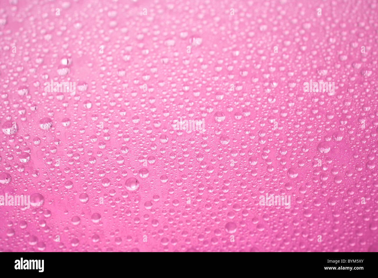 Gocce di acqua su sfondo rosa Foto Stock