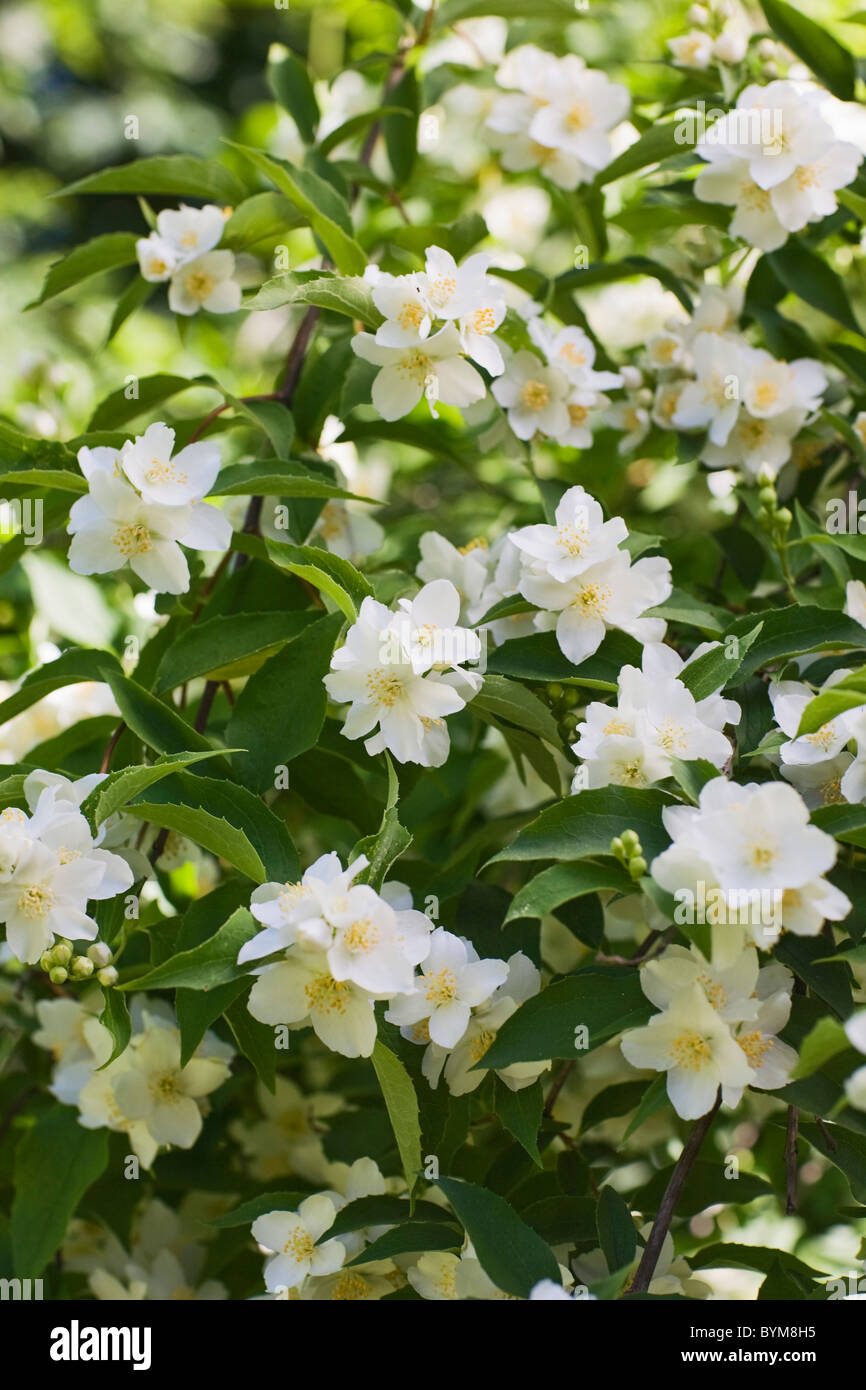 Bianco Fiori di gelsomino nel giardino estivo, close-up Foto Stock