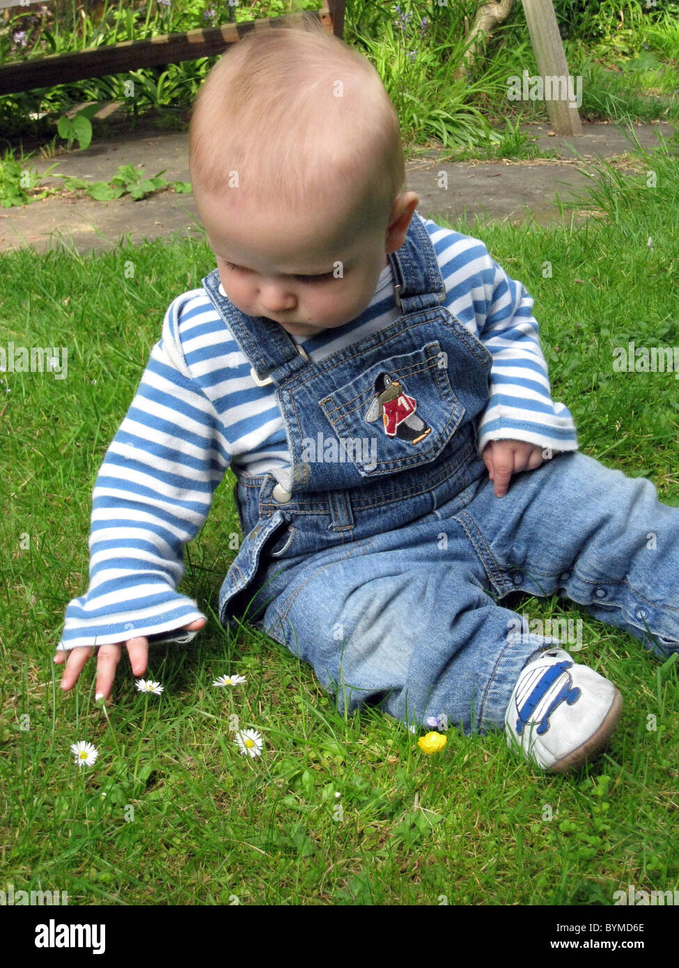 15 mesi baby sitting osservando e toccando i fiori selvatici sull'erba Foto Stock