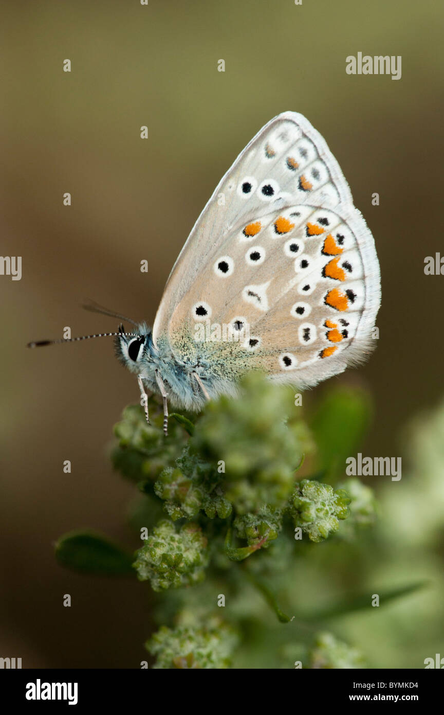 Adonis blu (Lysandra bellargus), Ali chiuso Foto Stock