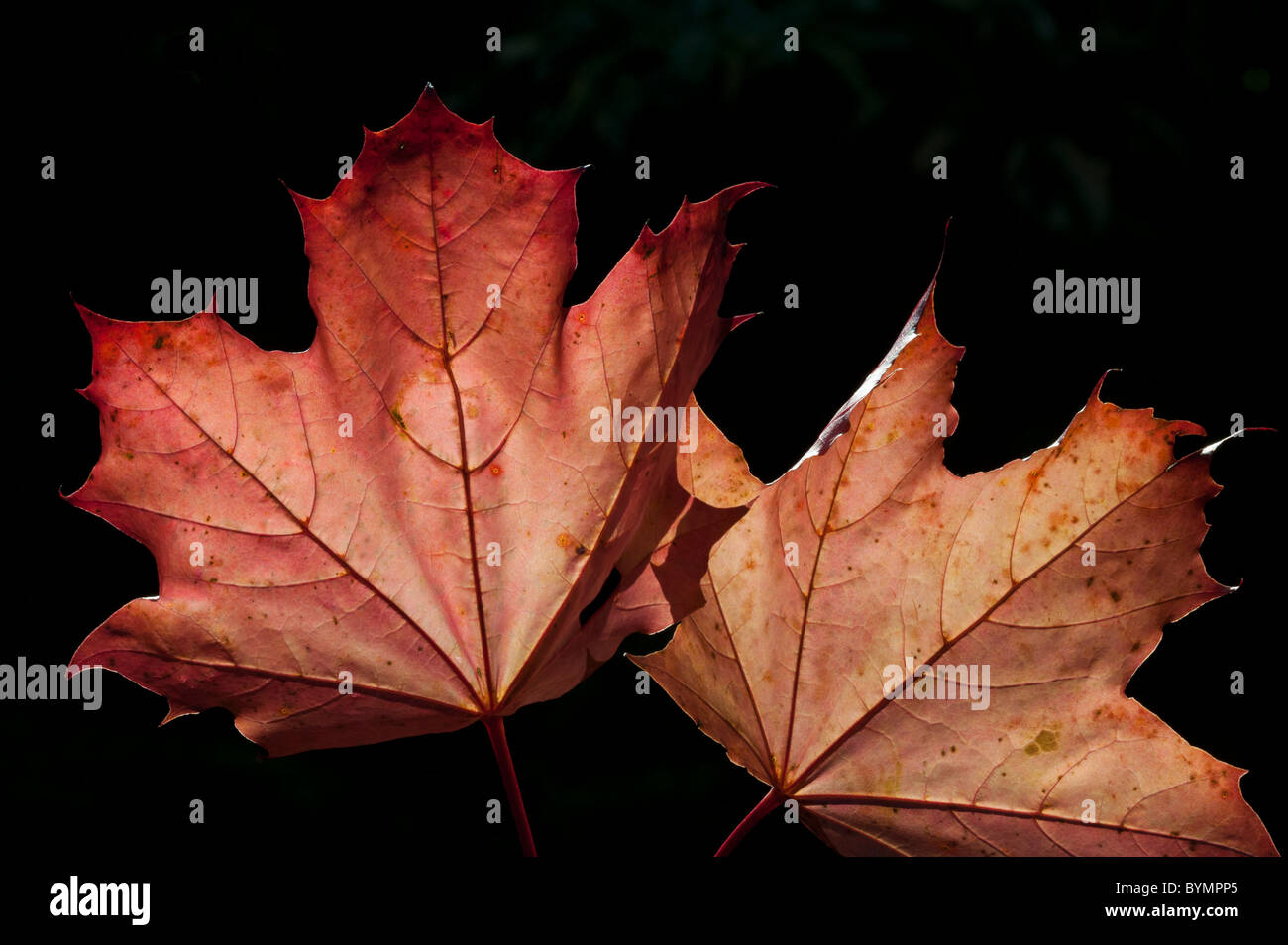 Autunno Acer leaf, retroilluminato Foto Stock