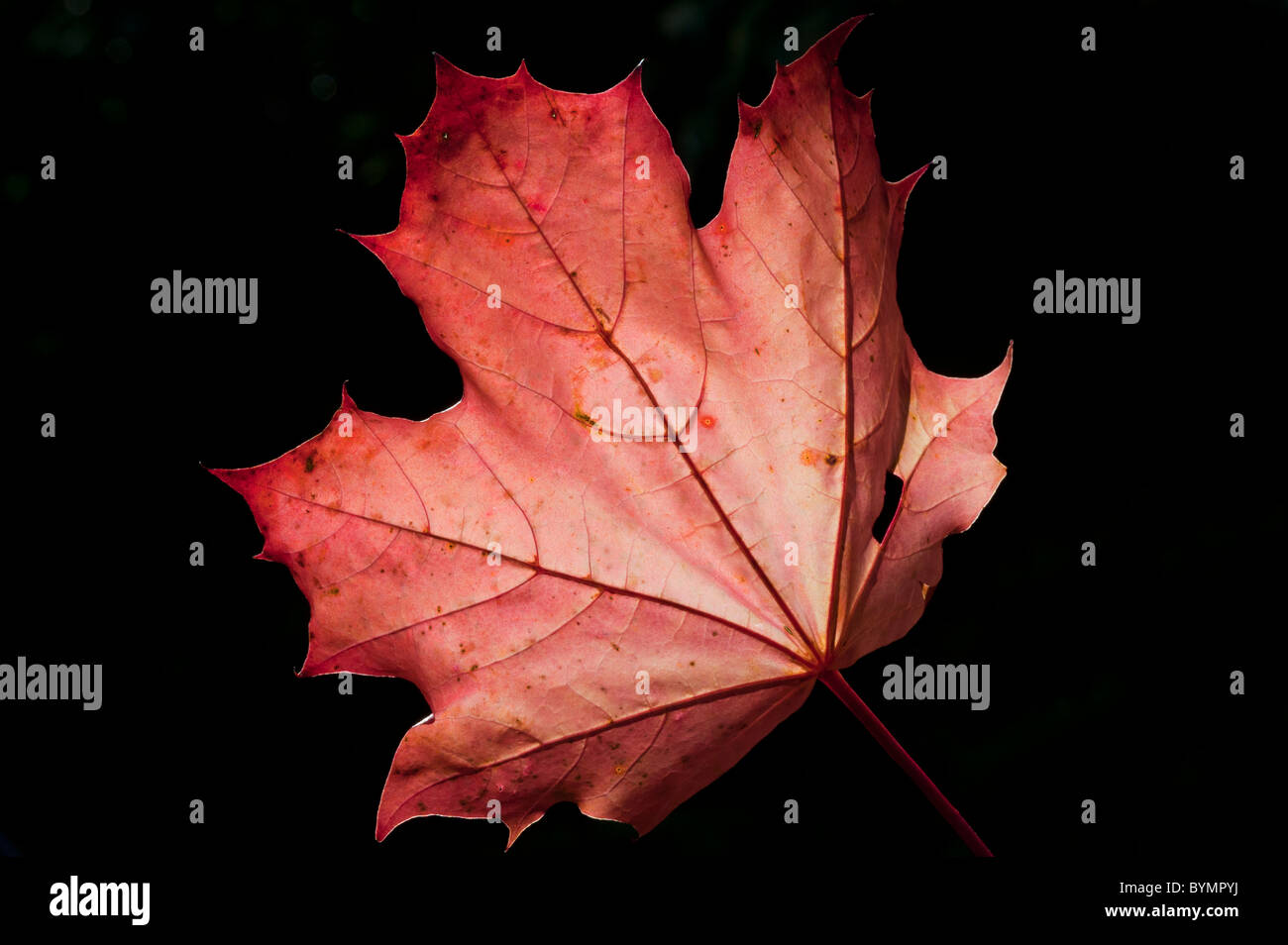 Autunno Acer leaf, retroilluminato Foto Stock