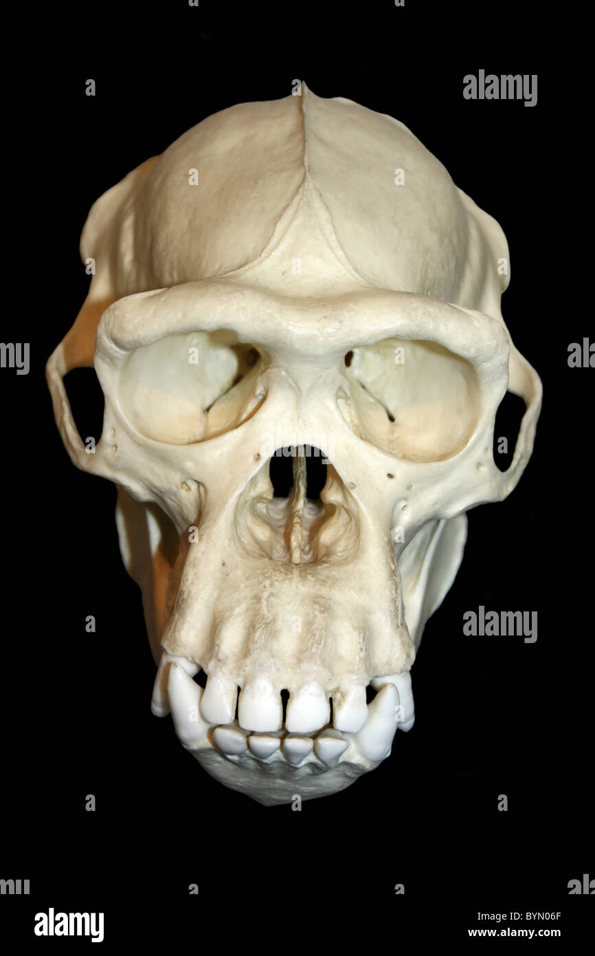 Cranio di scimpanzé Cast Pan troglodytes Foto Stock