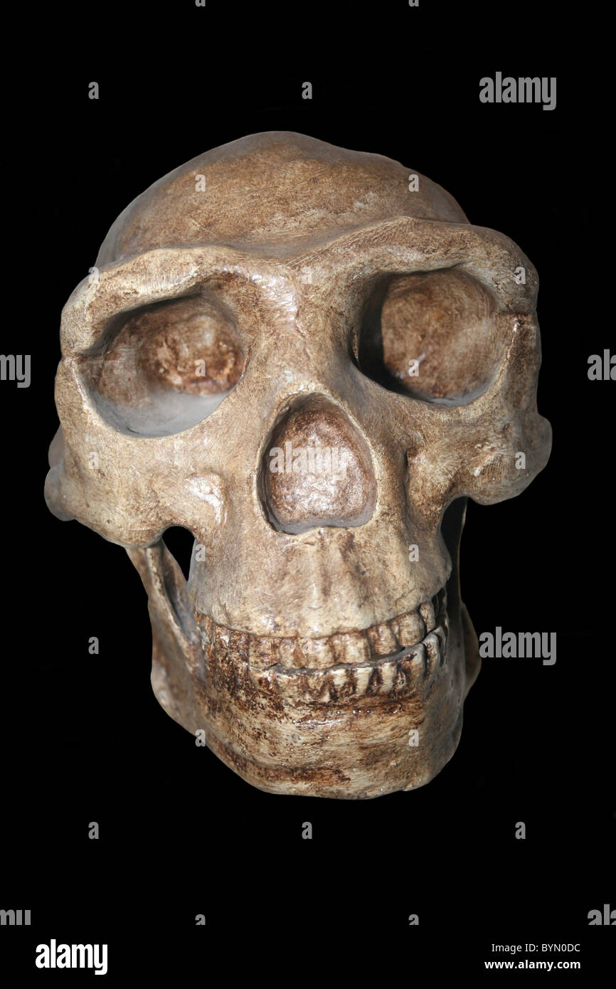 Homo erectus Skull Cast (Pechino uomo) Choukoutien, Cina Foto Stock