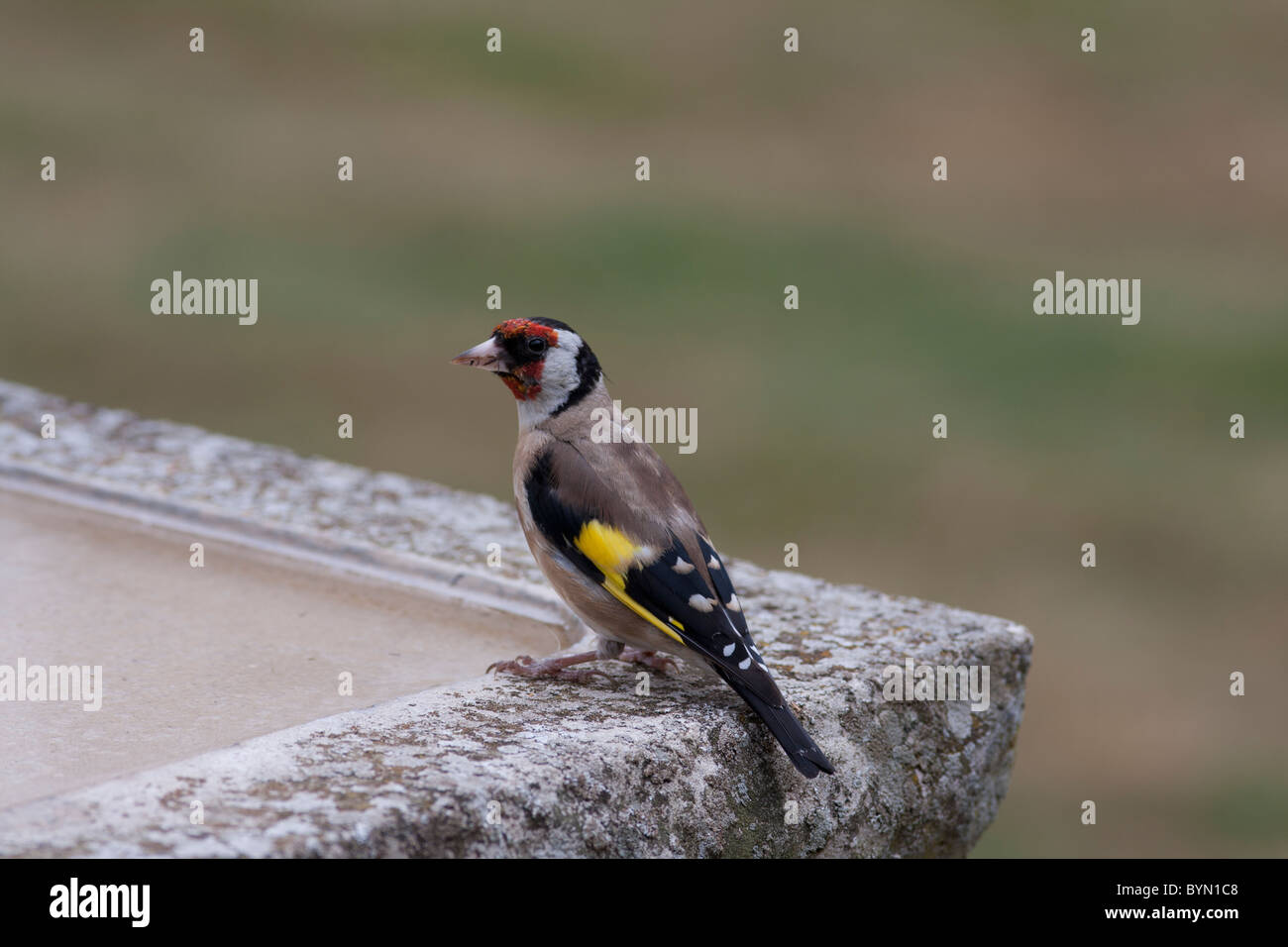 Cardellino sul bagno di uccelli, Foto Stock