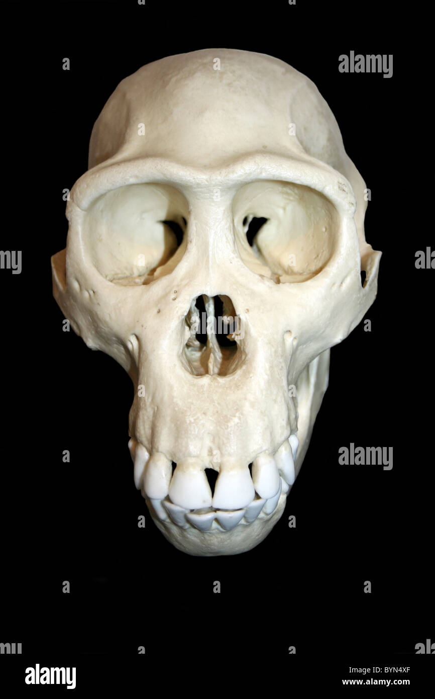 Bonobo cranio Cast Pan paniscus Foto Stock
