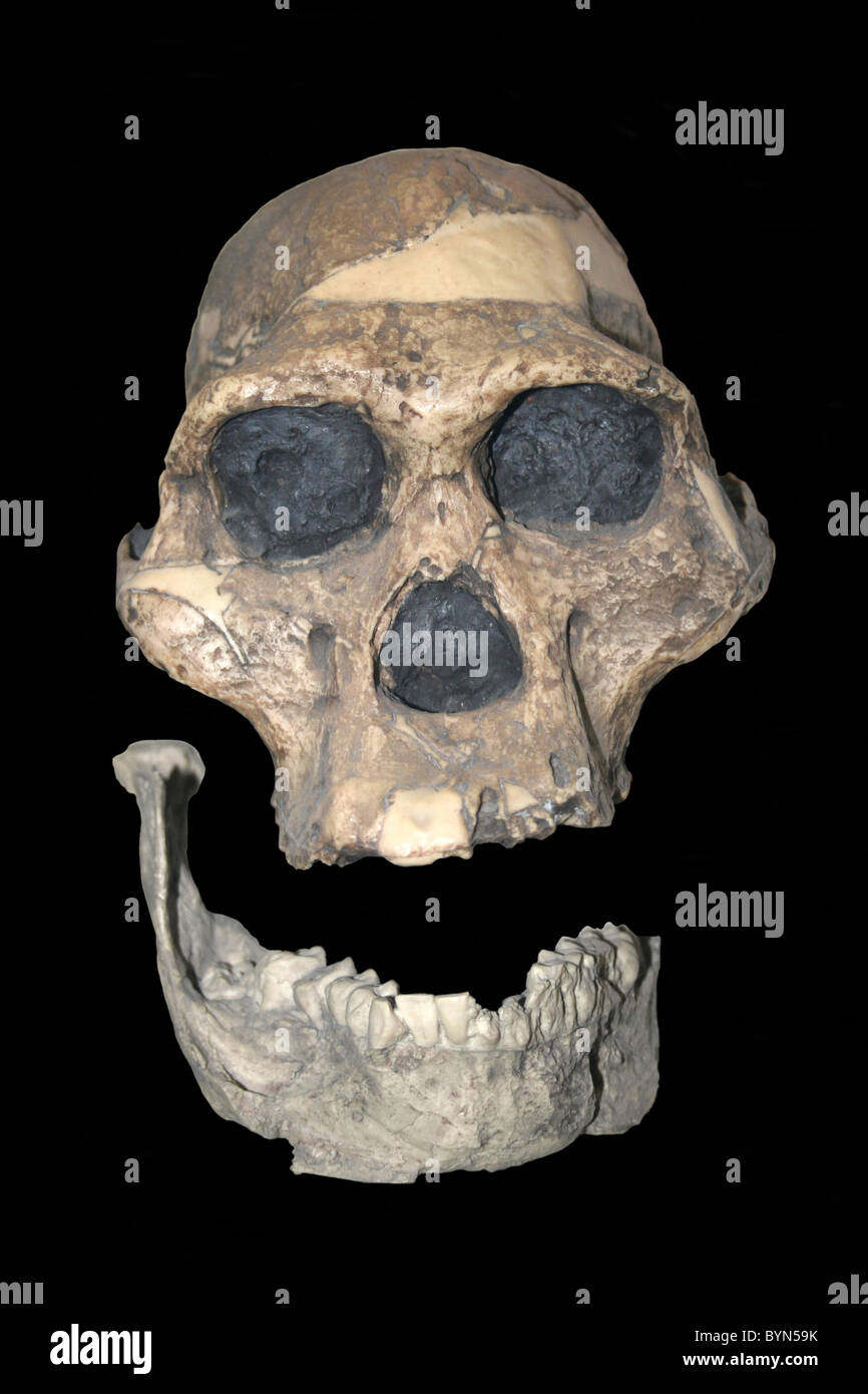 Australopithecus africanus cranio Cast (Mrs PLE) Sterkfontein, Transvaal, Sud Africa Foto Stock