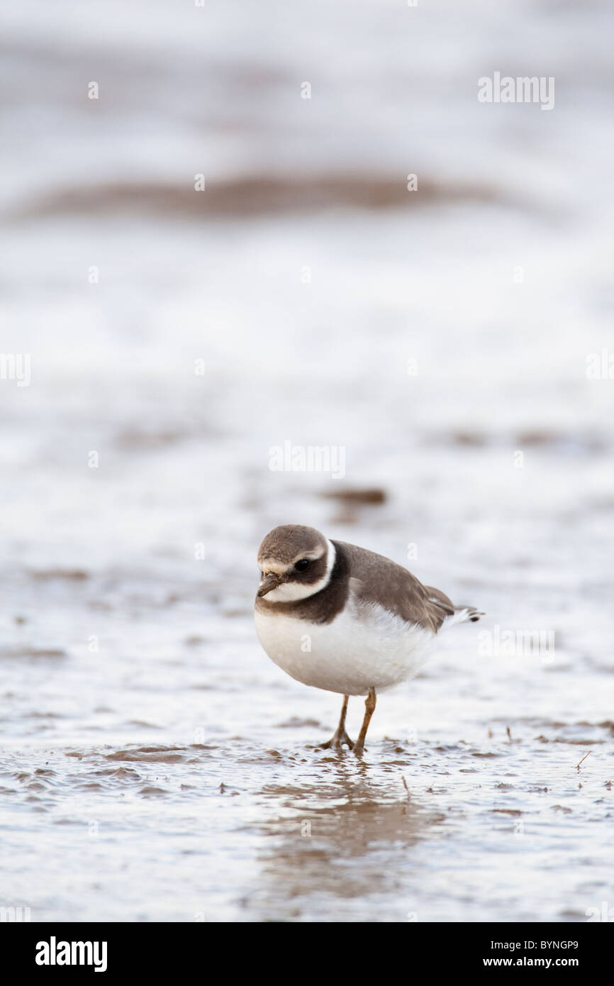 Di inanellare plover Charadrius hiaticula, North Norfolk, Regno Unito, inverno Foto Stock